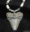 Bone Valley Megalodon Tooth Necklace #595-1